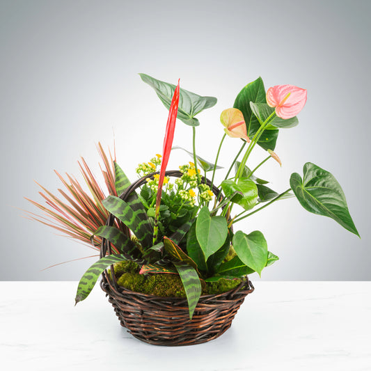 Tropical Plant Basket