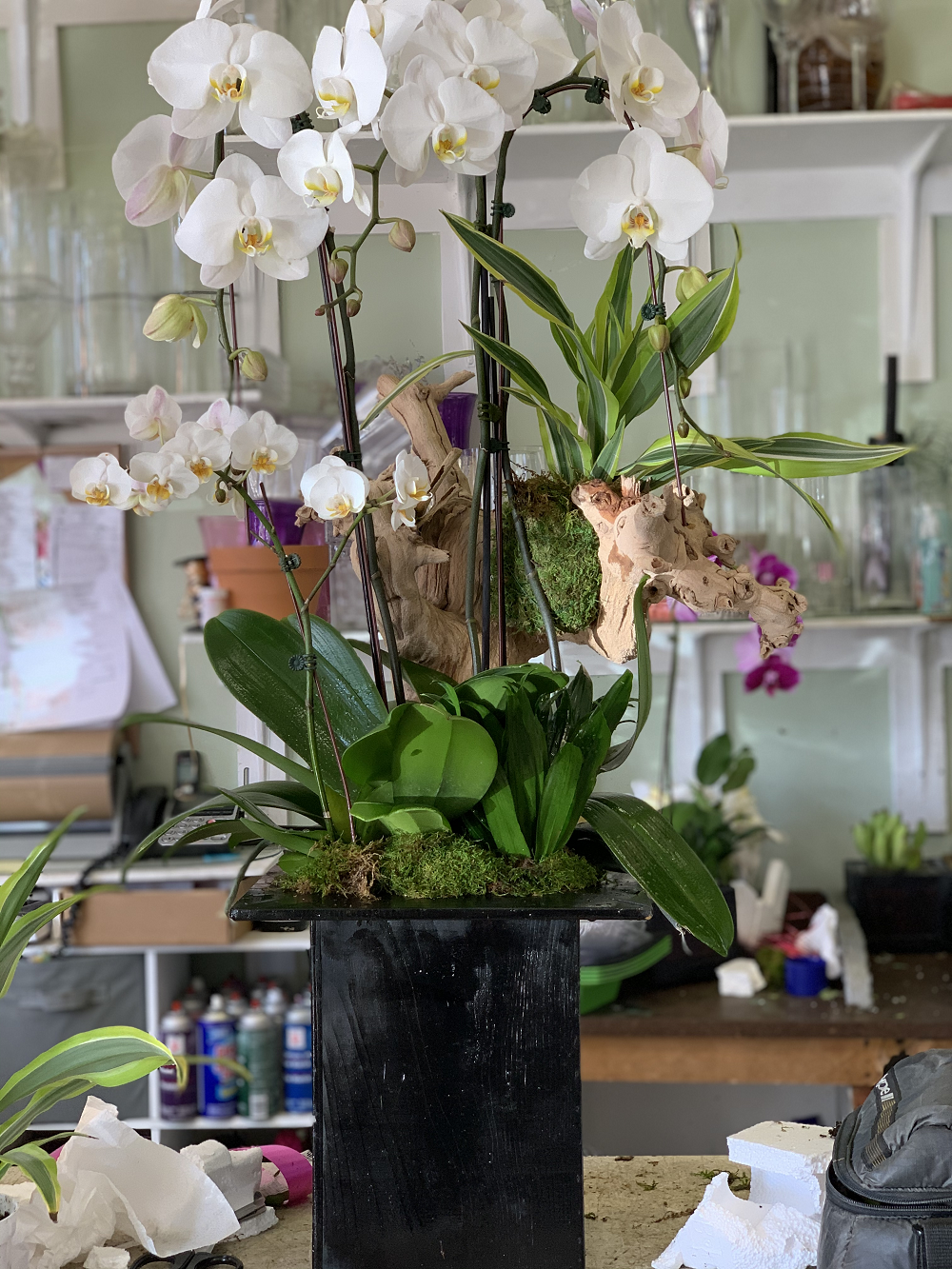 Orchid In Tall Box