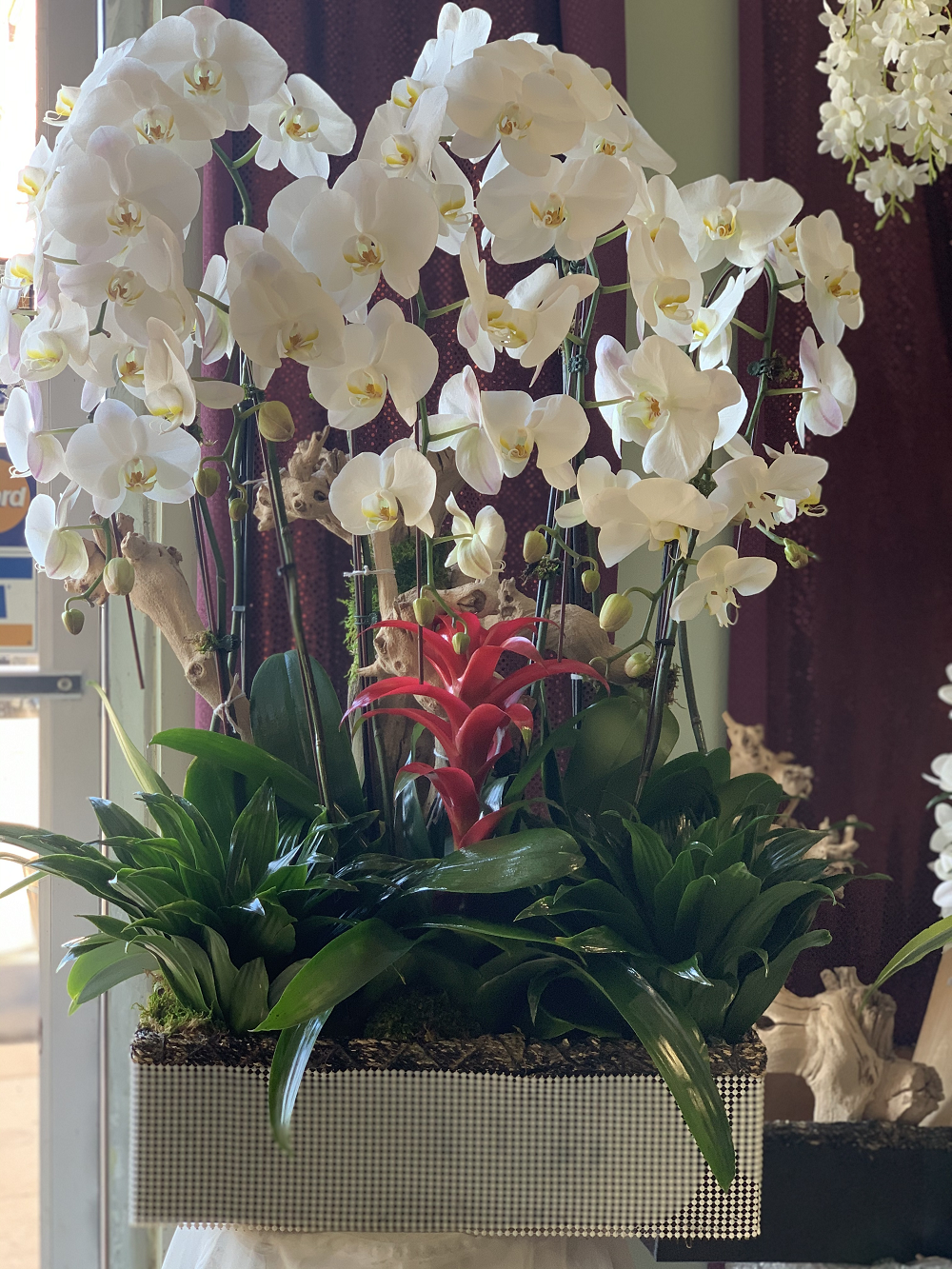 Stunning Orchid Beauty