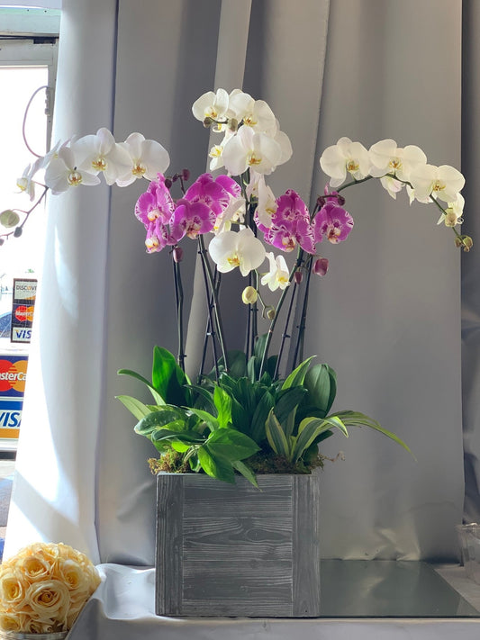 Welcoming Orchid